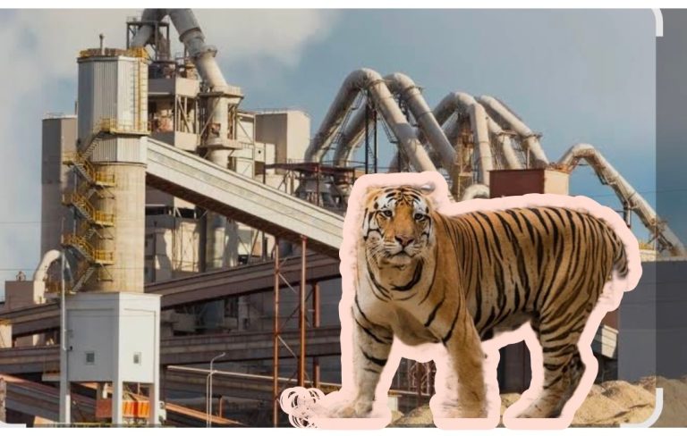 मुकुटबन येथील सिमेंट कंपनीत भल्यामोठ्या वाघाचा वावर, कामगारांच्या सुरक्षेचा गंभीर प्रश्न