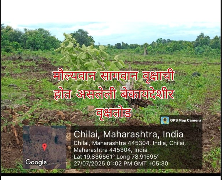 कंपनीच्या नावाखाली मोठ्या प्रमाणात जंगल तोड; सामान्य शेतकऱ्यांना बसतोय फटका, वन विभागाचे दुर्लक्ष