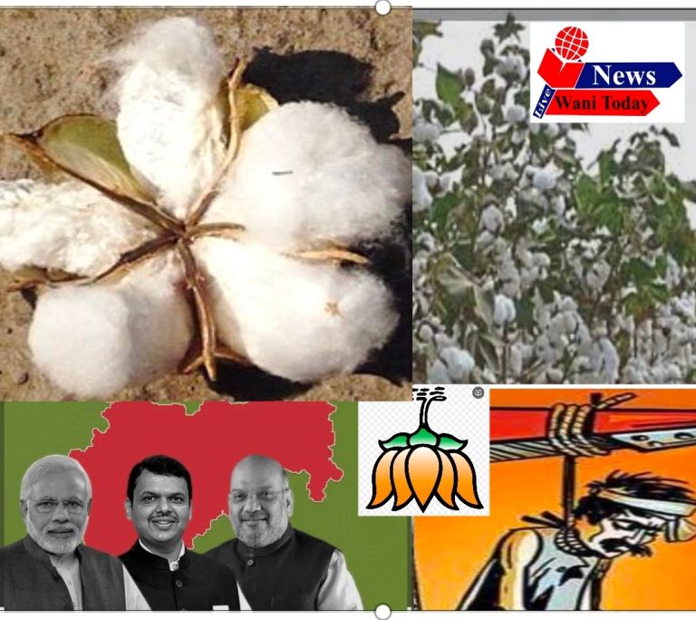 “विश्वासघात” मोदीने शेतकऱ्याला उभा गाडला हो, आयात शुल्क माफ, विदेशातून येणार भारतात कापूस, हमी पेक्षा कमी दराने होईल कापसाची खरेदी